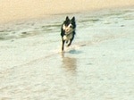 Lucky Dog Radio